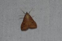 Udea ferrugalis
