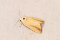 Pardoxia graellsii