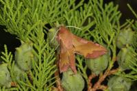 Deilephila porcellus