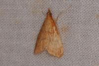 Anania testacealis
