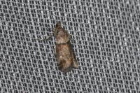 Acrobasis consociella/sodalella