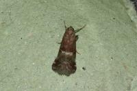 Acrobasis marmorea