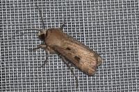 Agrotis exclamationis exclamationis
