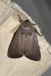 Amphipyra tragopoginis