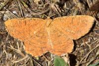 Angerona prunaria