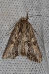 Apamea monoglypha monoglypha