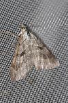 Aplocera plagiata