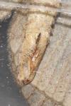 Aplocera plagiata