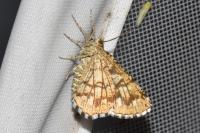 Chiasmia clathrata