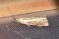 Chrysoteuchia culmella