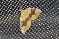 Cidaria fulvata