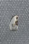 Cilix glaucata