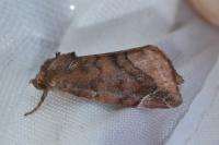 Cosmia pyralina