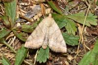 Cosmia trapezina