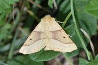 Crocallis elinguaria