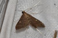 Dolicharthria punctalis