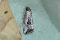 Elaphria venustula