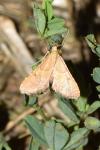 Endotricha flammealis