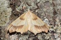 Ennomos quercinaria