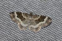 Epirrhoe alternata