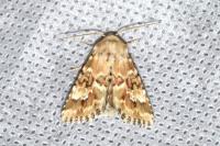 Eremobia ochroleuca