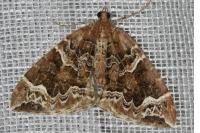 Eulithis prunata