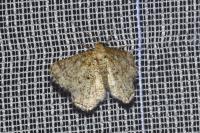Heliomata glarearia