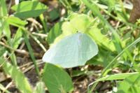 Hemistola chrysoprasaria