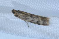 Homoeosoma sinuella