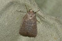 Hoplodrina