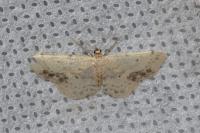 Idaea dimidiata