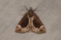 Hypena crassalis