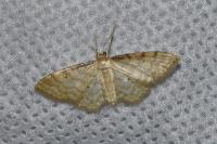 Idaea fuscovenosa