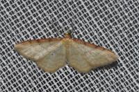 Idaea humiliata