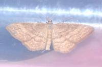 Idaea ochrata