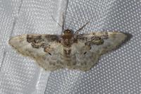 Idaea rusticata