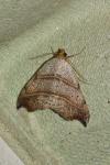 Laspeyria flexula