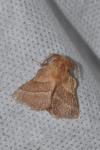 Malacosoma neustria