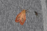 Miltochrista miniata