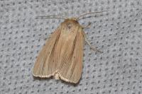 Mythimna impura