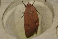 Noctua pronuba