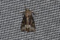 Oligia
