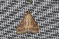 Ostrinia nubilalis