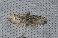 Pasiphila rectangulata