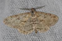 Peribatodes rhomboidaria rhomboidaria