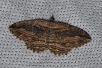 Philereme transversata