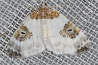 Plemyria rubiginata