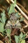 Polyphaenis sericata