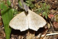 Scopula nigropunctata