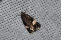 Tyta luctuosa